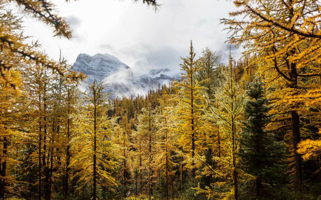 3 Best Places to See the Fall Colours in the Columbia Valley