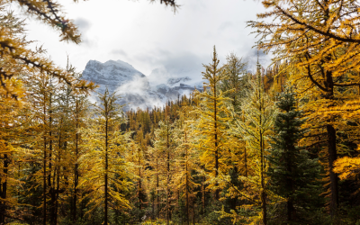 3 Best Places to See the Fall Colours in the Columbia Valley