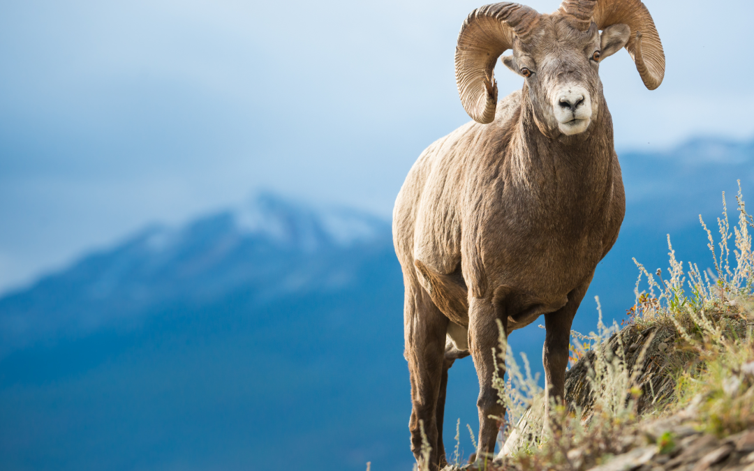 Experience the Beauty of Fall: Extend Your Stay in Radium Hot Springs